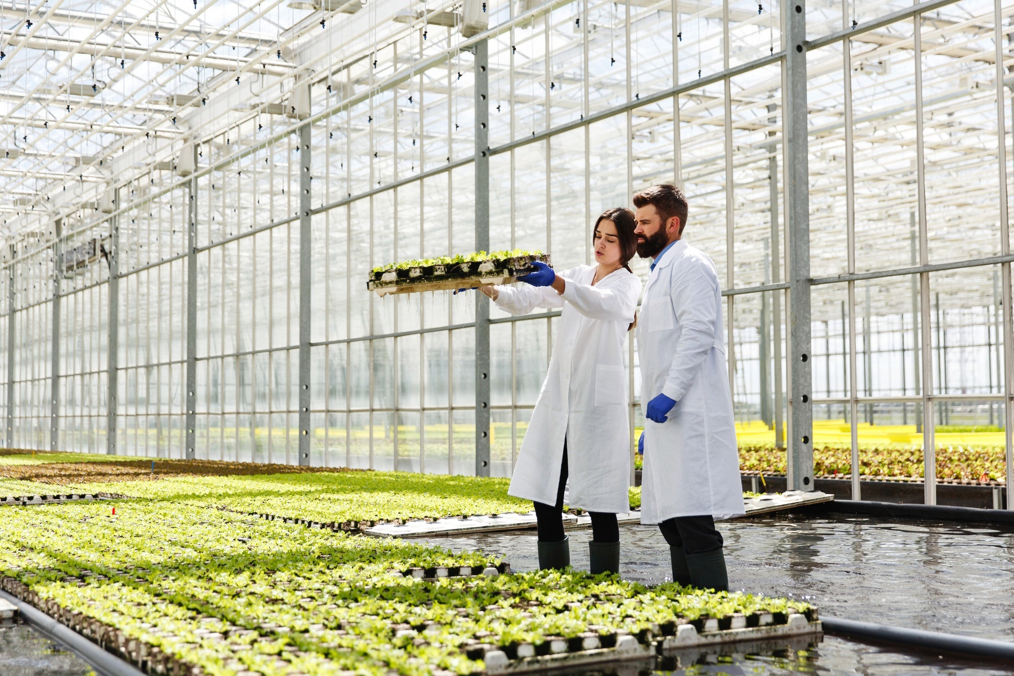 How Hydroponic Nutrients Boost Plant Growth