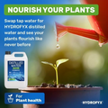 Plant being watered with HYDROFYX distilled water to encourage healthier growth and prevent mineral buildup in soil.